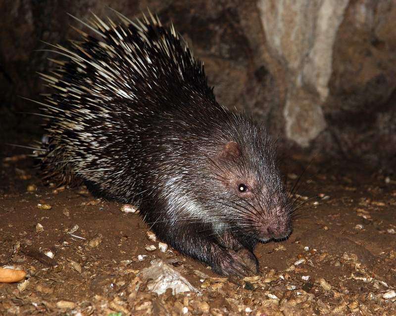 Penanjung nature reserve. Porcupine, Java Pangandaran Indonesia.jpg - Indonesia Java Pangandaran. Penanjung nature reserve. Porcupine